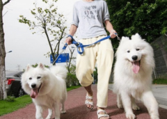 明年起遛狗不拴繩違法！